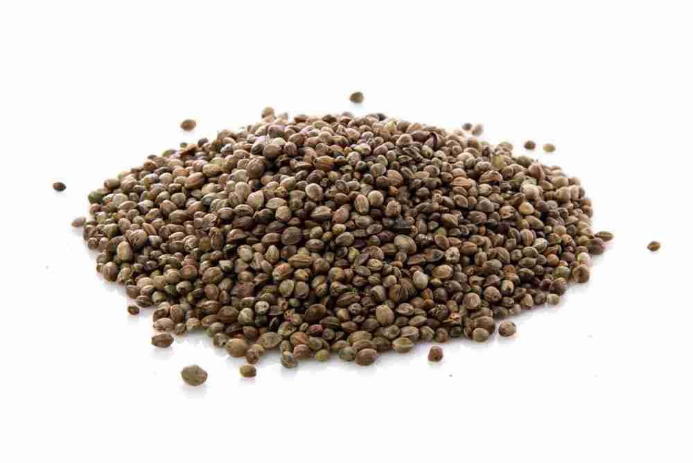 Alimentação com Cânhamo – As possibilidades do mercado legal
