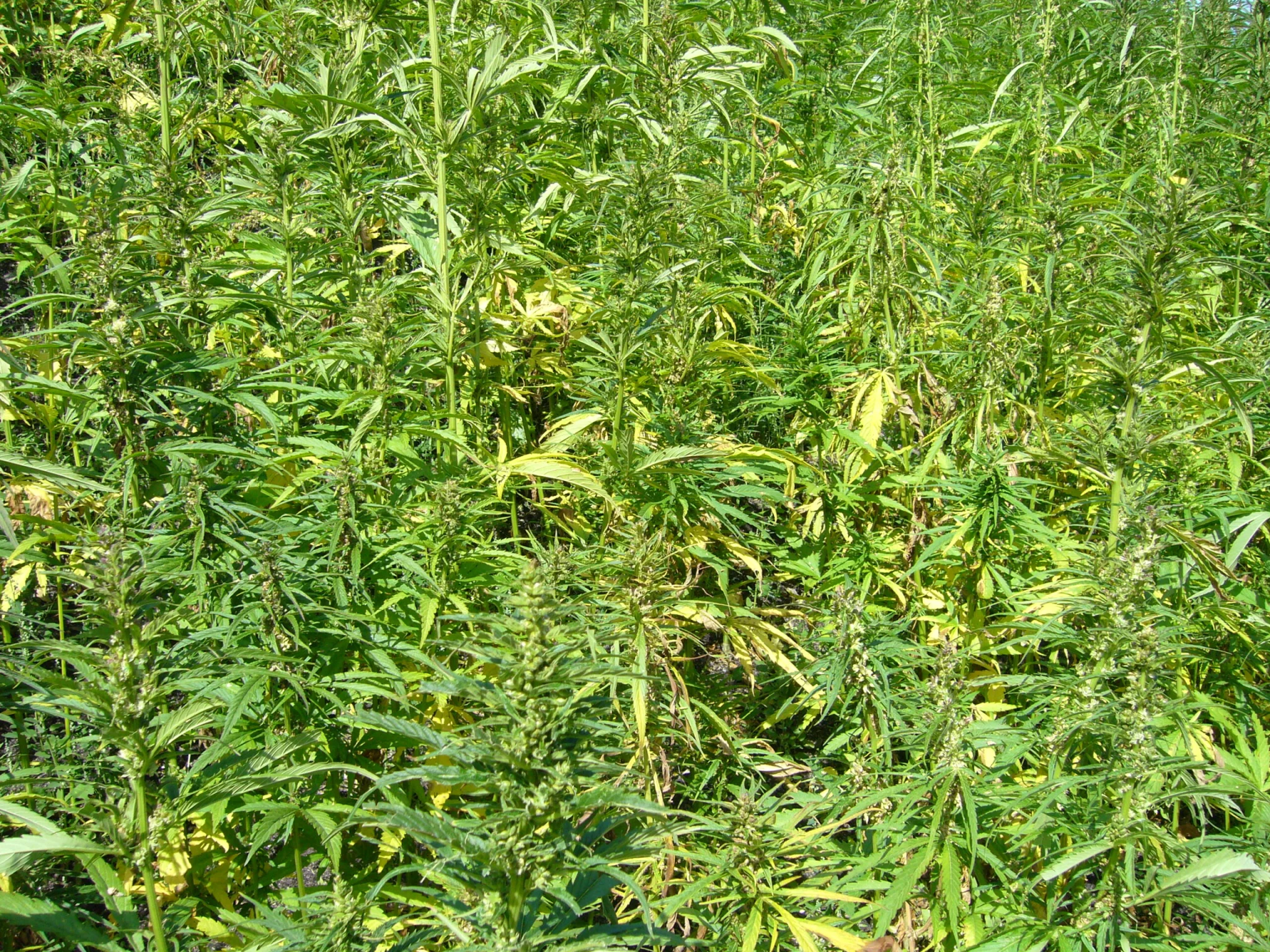 Plantação de cânhamo industrial
